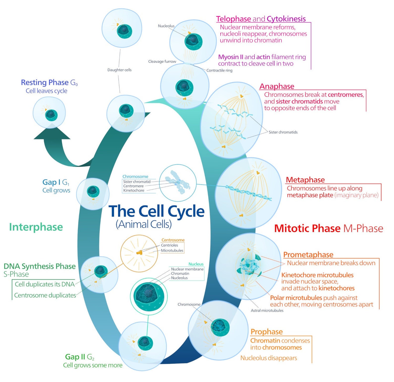 Animal Cell Cycle Mitosis Phase Cells Structure Biology Biology Diagrams