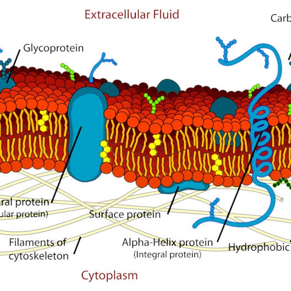 Impression d'art graphique détaillé de la structure de la membrane cellulaire bicouche lipidique Poster