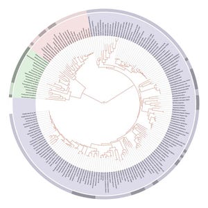 Może przedstawiać: Okrągły diagram drzewa filogenetycznego przedstawiający liczne nazwy gatunków biologicznych ułożone w układzie radialnym. Wykres zawiera brązowe linie rozgałęzień, a segmenty zewnętrznego pierścienia są zaznaczone na jasnoróżowy, zielony i fioletowy.