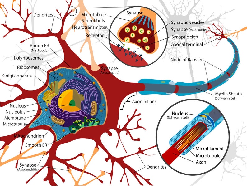 Complete Neuron Cell Diagram Neurology Brain Neural Art Print image 1