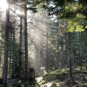 Sunbeams Sunrays Light through Trees Forest Nature Photo Poster Art Print