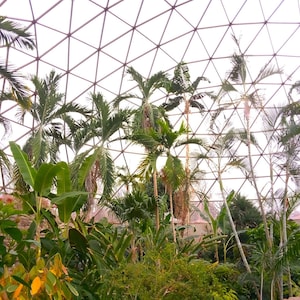 Palm Trees in a Geodesic Dome Tree Indoor Forest Photo Poster Print