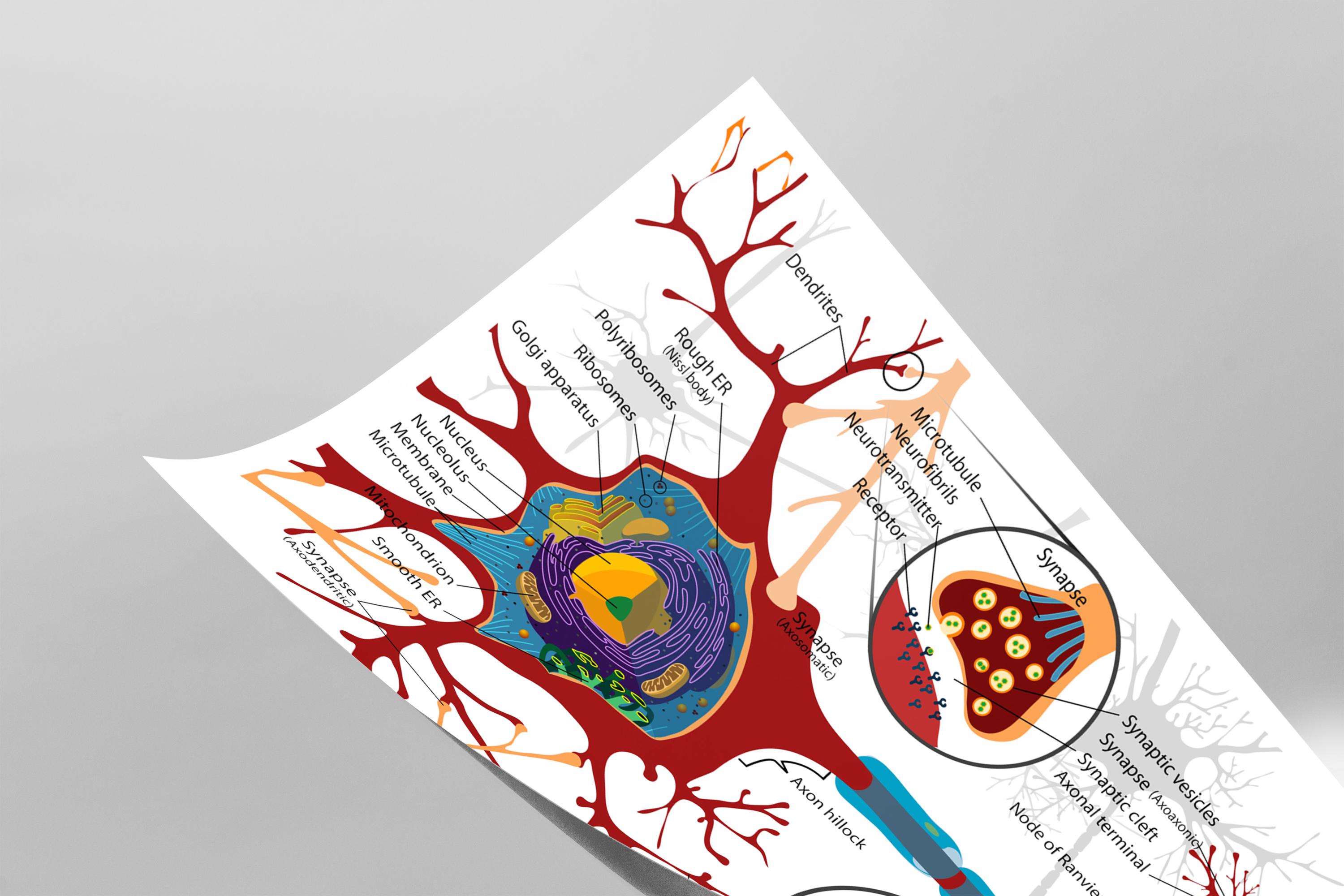 Complete Neuron Cell Diagram Neurology Brain Neural Art Print Poster - Etsy