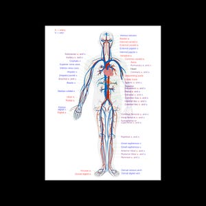 Human Circulatory System Heart Anatomy Diagram Photo Poster Art Print