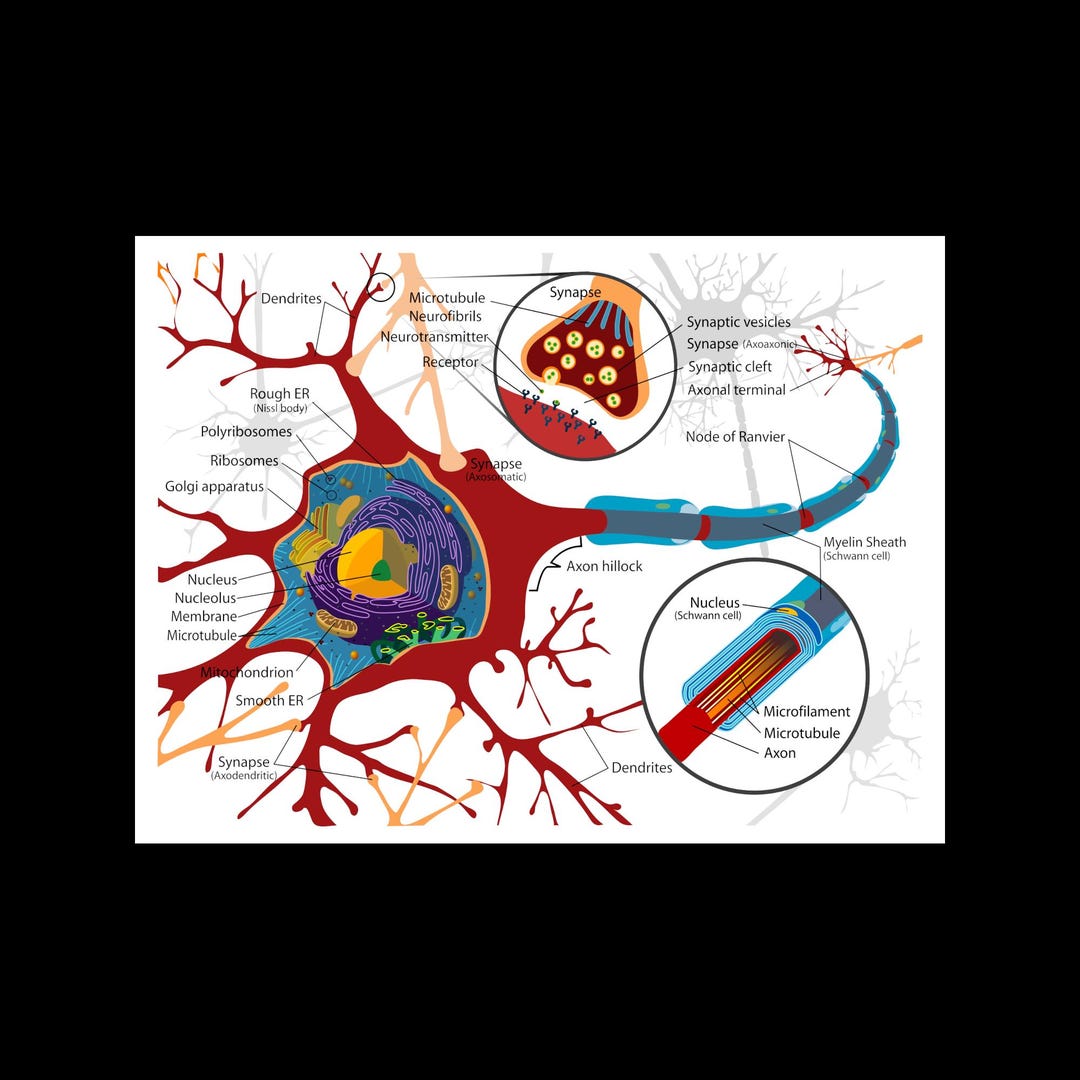 Complete Neuron Cell Diagram Neurology Brain Neural Art Print Poster - Etsy