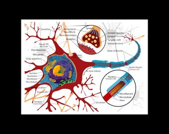 Póster con diagrama completo de neuronas, neurología, cerebro y arte neuronal.