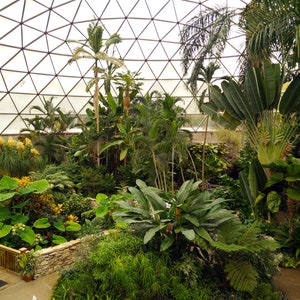 Tropical Plants Trees Palms in a Geodesic Dome Indoor Forest Photo Poster Print