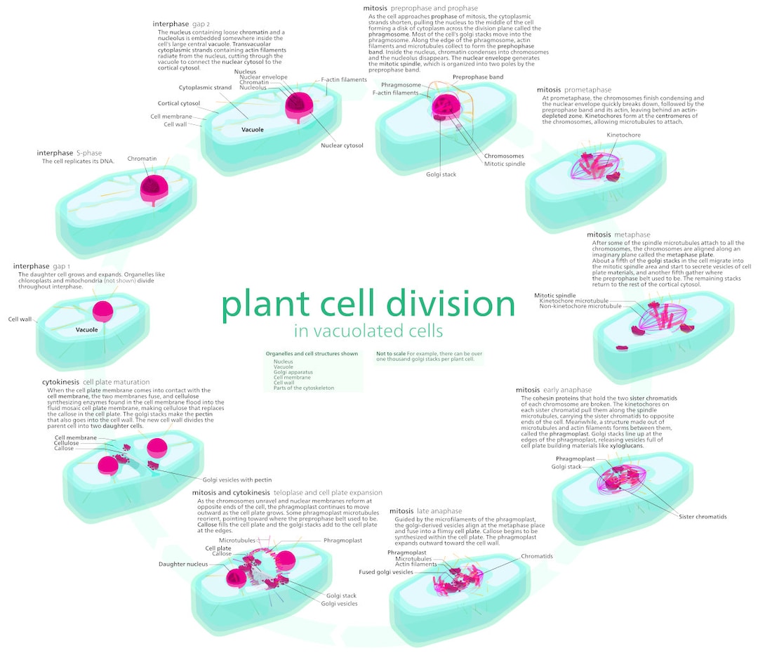 Plant Cell Cycle Mitosis Phase Cells Structure Biology Diagram Art ... Biology Diagrams