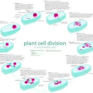 Plant Cell Cycle Mitosis Phase Cells Structure Biology Diagram Art Print Poster