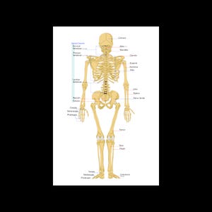 Human Skeleton Anatomy Skeletal System Illustration Diagram Back Poster Print