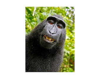 Self-portrait of Naruto Female Macaque Ape Monkey Selfie Photo Poster Art Print