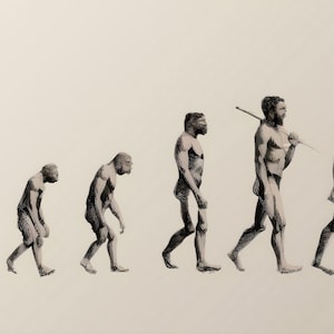 Fortschritt der menschlichen Evolution Stufen Mann Biologie Zeichnung Poster Druck