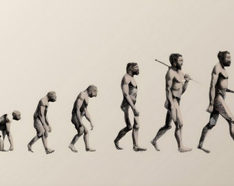 Fortschritt der menschlichen Evolution Stufen Mann Biologie Zeichnung Poster Druck
