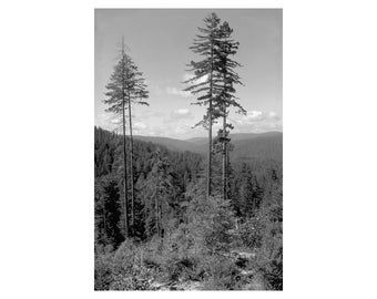 Redwood National Park Trees Forest Mountains Photo Poster Print 16 x 24 in B+W