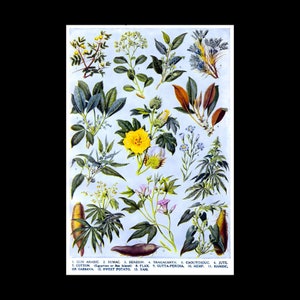 Plantas preciosas para o homem Agricultura Gráfico botânico Diagrama Foto Pôster Arte Impressão