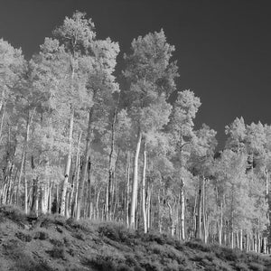 Quaking Aspen Populus tremuloides Otherworldly Trees Forest Photo Poster Print B+W