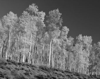Quaking Aspen Populus tremuloides Otherworldly Trees Forest Photo Poster Print B+W