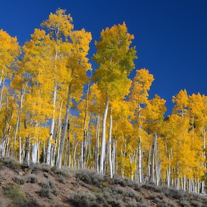 Quaking Aspen Populus tremuloides Otherworldly Trees Forest Photo Poster Print