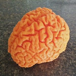 Scultura del cervello umano, modello anatomico, organo, stampato in 3D, medicina, scienza, biologia, biologia educativa - scelta di dimensioni e colori