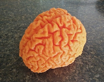 Scultura del cervello umano, modello anatomico di organo stampato in 3D, medicina, scienza, biologia, biologia didattica - Scelta di dimensioni e colori