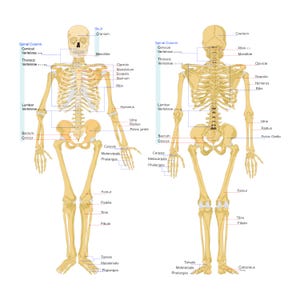 Puede incluir: Ilustración anatómica de un esqueleto humano, etiquetado con nombres de huesos. Se muestran las vistas frontal y posterior del esqueleto, con la columna vertebral, las costillas y las extremidades claramente visibles. Imagen educativa.
