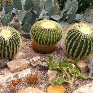Echinocactus grusonii Golden Barrel Kaktus Kakteen Wüste Foto Poster Druck