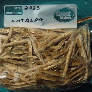 30 Fresh Northern Catalpa Catalpa Speciosa Tree Seeds 2023 Season image 1