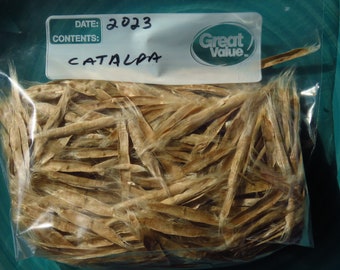 30 Fresh Northern Catalpa (Catalpa Speciosa) Tree Seeds 2023 Season