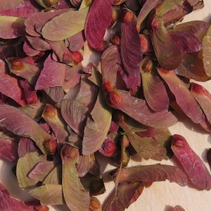 50 Fresh Acer Palmatum 'Bloodgood' Red Leaf Japanese Maple Tree Seeds 2025 Season