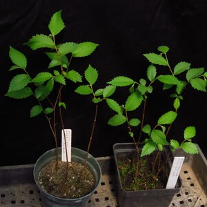 3 American Elm (Ulmus Americana) Seedling Trees