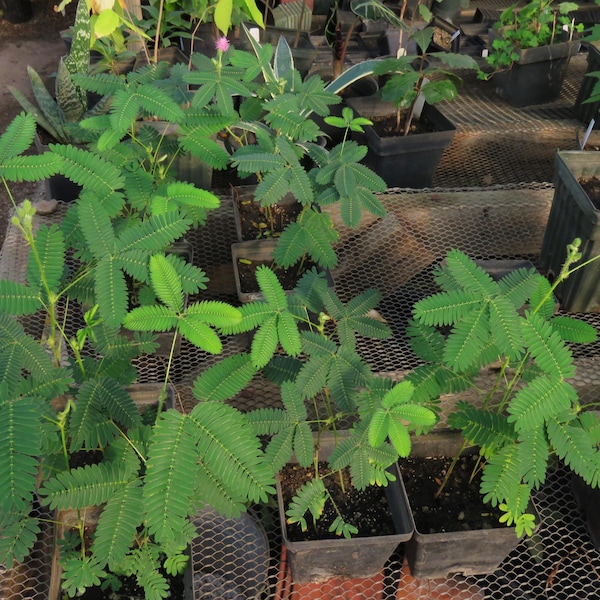 2 Sensitive Plants Mimosa Pudica Leaves Fold Up And Droop When Touched 3-7 Inches Tall