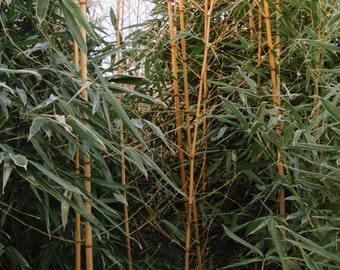 2 Cold Hardy Yellow Groove Bamboo Root Rhizome Phyllostachys Aureosulcata 12" Long