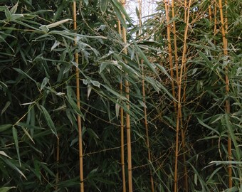 3 Cold Hardy Yellow Groove Bamboo Root Rhizome Phyllostachys Aureosulcata 7-9" Long