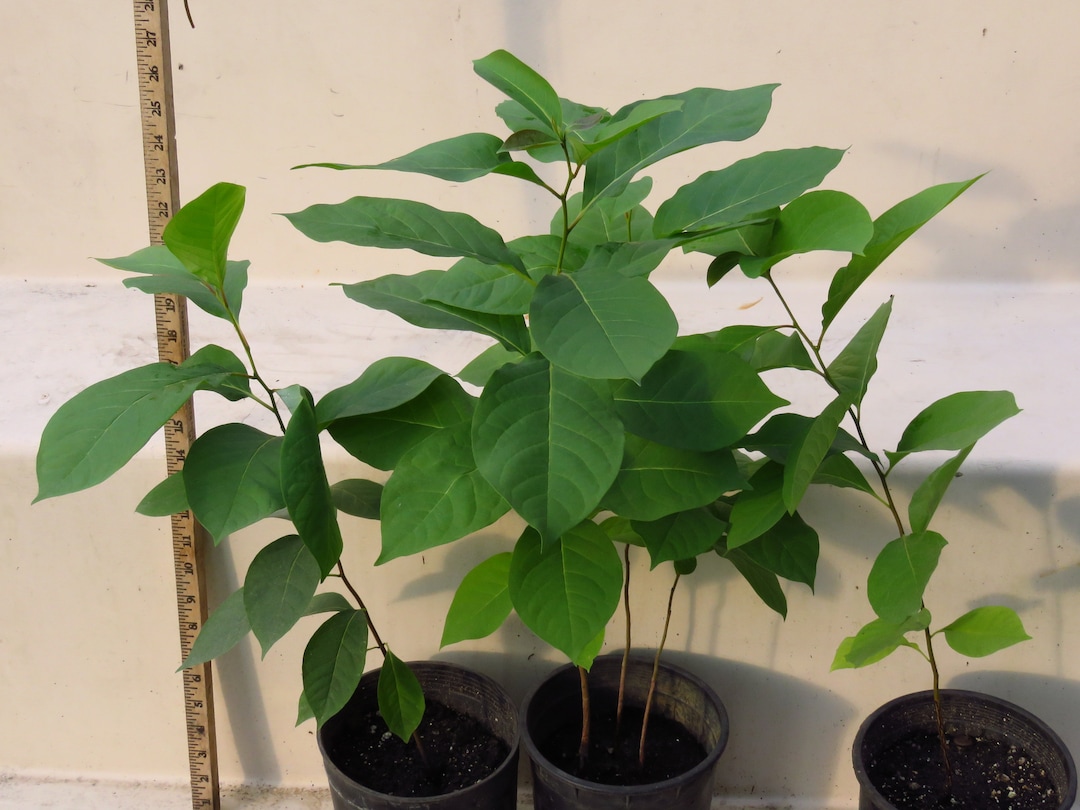3 Large American Persimmon Tree Saplings Diospyros Virginiana Etsy