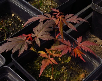 3 Acer Palmatum 'Bloodgood' Red Leaf Japanese Maple Tree Seedlings