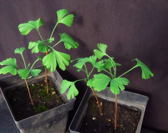 2 Ginkgo Biloba Trees 6 To 9 Inches Tall Fan-Shaped Leaves