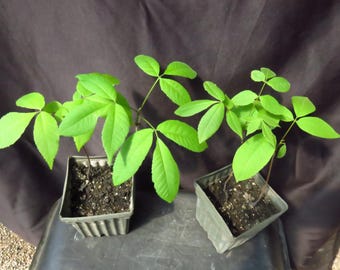 2 Shagbark Hickory Carya Ovata Seedling Trees Sweet Edible Nuts In The Fall, 6-9 Inches Tall