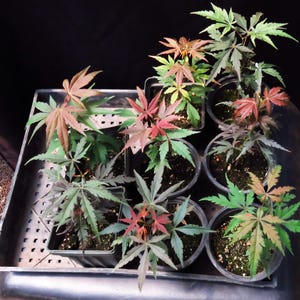 May include: A collection of eight small Japanese maple saplings planted in individual black plastic pots. The young trees feature delicate, palmate leaves in varying shades of green, deep burgundy, and reddish-orange, arranged in a black tray.