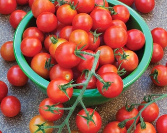 4 Super Sweet 100 Cherry Tomato Plants Heavy Bearing