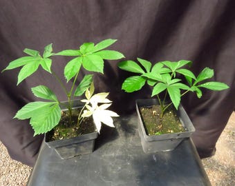 Ohio Buckeye Tree Seedling Aesculus Glabra 8 To 10 Inches Tall