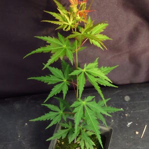 May include: A young Japanese maple tree with vibrant green, palmate leaves and reddish-orange new growth at the top. The plant is potted in a square black plastic container filled with soil and moss, featuring a thin, upright central stem.