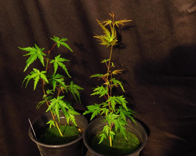 Japanese Laceleaf Maple Tree Sapling Acer Palmatum Variety Dissectum - Etsy