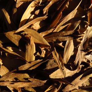 Yellow Poplar Seeds 100 seeds per order Guaranteed!