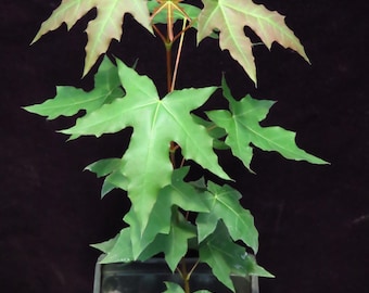 Acer Truncatum Shantung Maple Tree Seedling 12 Inches Tall