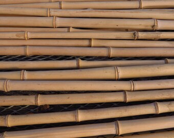 25 Yellow Groove Bamboo Poles 28" Long 1/4" To 1/2" Diameter