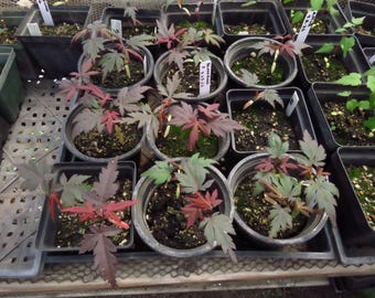 3 Seed-Grown Acer Palmatum 'Bloodgood' Seedling Japanese Maple Trees