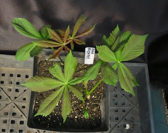 2 Ohio Buckeye Tree Seedlings Aesculus Glabra