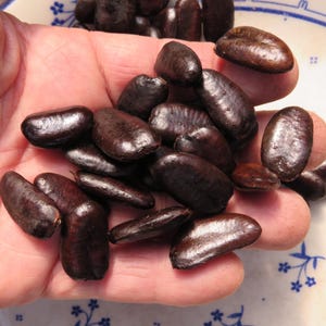 20 Fresh Pawpaw Seeds Indiana Banana Asimina Triloba Wild Native Fruit Tree 2025 Crop