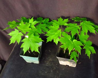 2 Acer Saccharum Sugar Maple Sapling Trees 6 To 11 Inches Tall