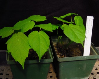 4 Acer Saccharum Sugar Maple Seedling Trees